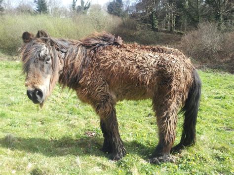 le cheval le plus moche du monde